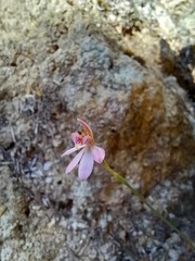 Caladenia bartlettii