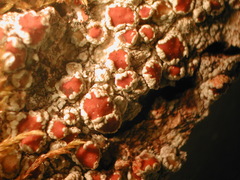 Lecanora cinereofusca