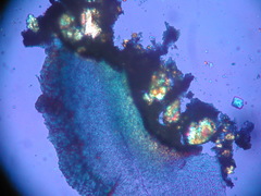 Lecanora cinereofusca