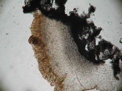 Lecanora cinereofusca