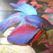 Siamese Fighting Fish - Photo anonymous, no known copyright restrictions (public domain)
