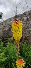 Kniphofia