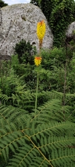 Kniphofia