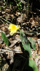 Opuntia anahuacensis
