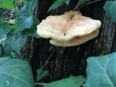Laetiporus sulphureus