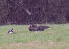 Anser albifrons flavirostris