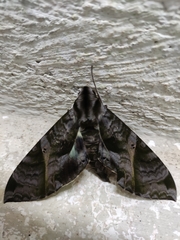 Eumorpha triangulum