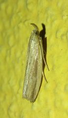 Hypsotropa unipunctella