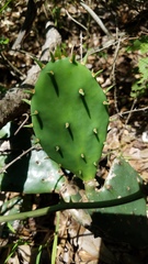 Opuntia anahuacensis