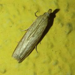 Hypsotropa unipunctella