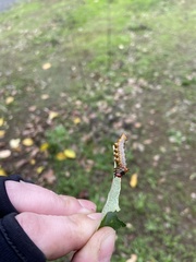 Oedemasia concinna