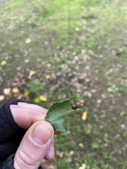 Oedemasia concinna
