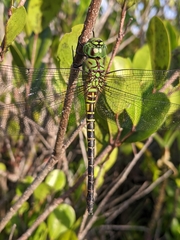 Coryphaeschna viriditas
