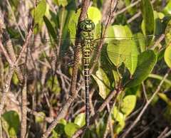 Coryphaeschna viriditas