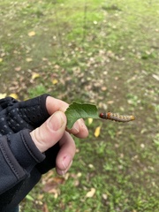 Oedemasia concinna