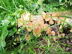 Coprinellus