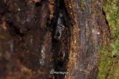 Diasporus anthrax