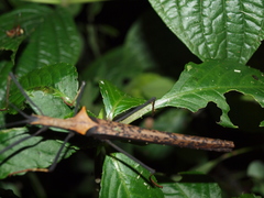 Pseudophasma bispinosum
