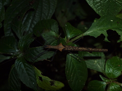 Pseudophasma bispinosum