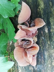 Auricularia auricula-judae