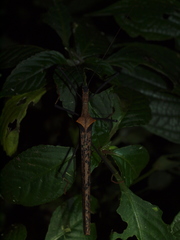 Pseudophasma bispinosum