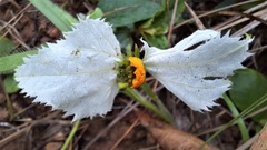 Dalechampia caperonioides