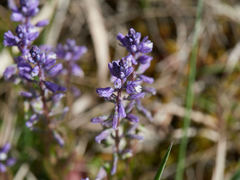 Polygala alpestris