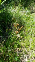 Juncus dichotomus