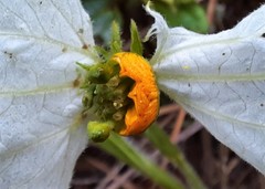 Dalechampia caperonioides