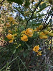 Senna chapmanii