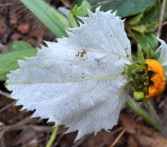 Dalechampia caperonioides