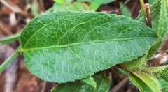 Dalechampia caperonioides