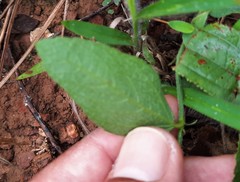Dalechampia caperonioides