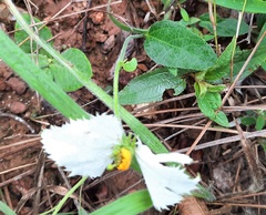 Dalechampia caperonioides