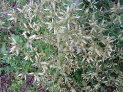 Angiospermae
