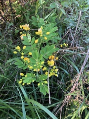 Senna chapmanii