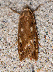 Occidentalia comptulatalis