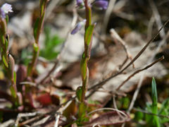 Polygala alpestris