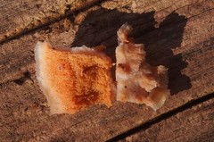 Merulius tremellosus