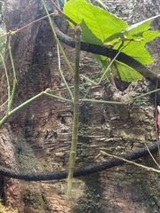 Phobaeticus serratipes