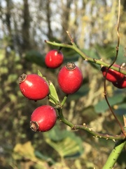 Rosa canina