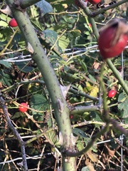 Rosa canina
