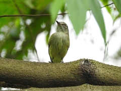 Myiopagis gaimardii