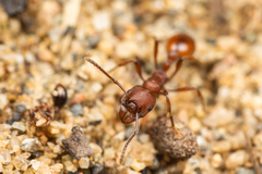 Manica