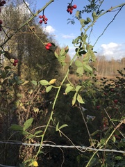 Rosa canina