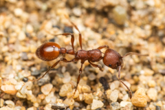 Manica