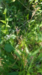 Juncus dichotomus