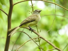 Myiopagis gaimardii