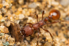 Manica