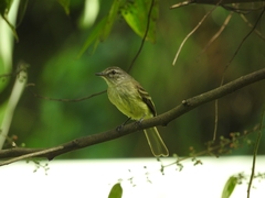 Myiopagis gaimardii
